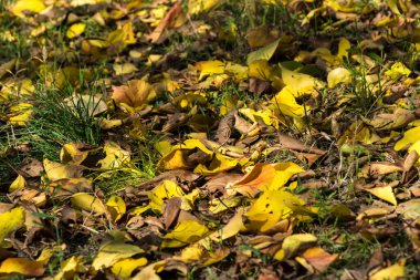 Düşen sarı akçaağaç yaprakları yerde yatıyor.