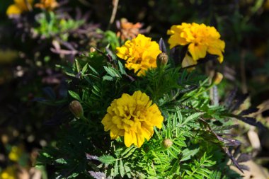 sonbahar çiçek yakın çekim