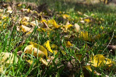 Düşen sarı akçaağaç yaprakları yerde yatıyor.