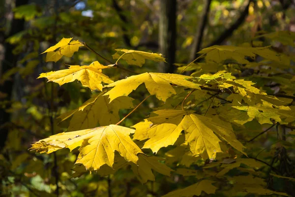 Кленовая Ветка Желтыми Листьями Фоне Зеленых Деревьев Парке Днепр Украина — стоковое фото