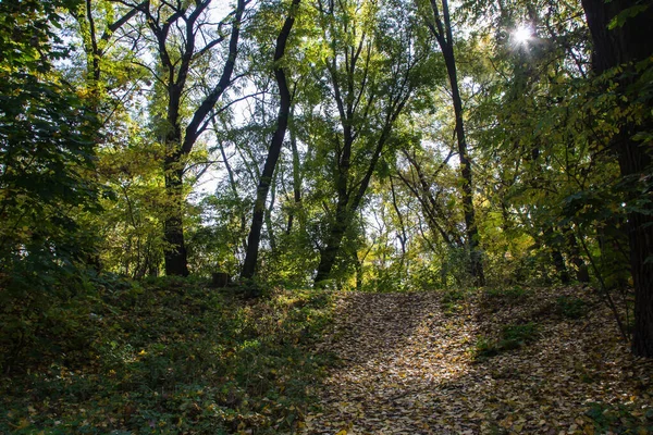 Parkta güneşli bir sonbahar günü, sarı akçaağaç dalları ve yeşil köknar ağaçları, Dinyeper şehri, Ukrayna