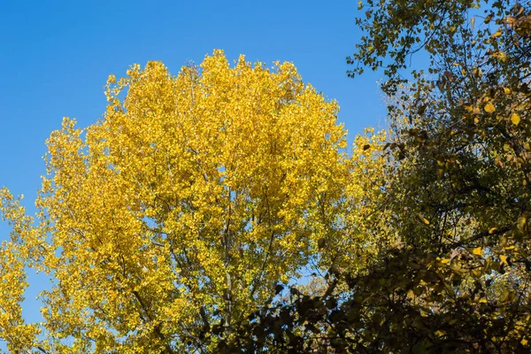 乌克兰第聂伯市 一个阳光明媚的秋日 公园里有黄色的枫树枝条和绿色的冷杉树 — 图库照片