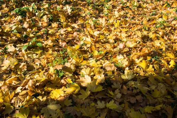 Упавшие Листья Желтого Клена Лежат Земле — стоковое фото