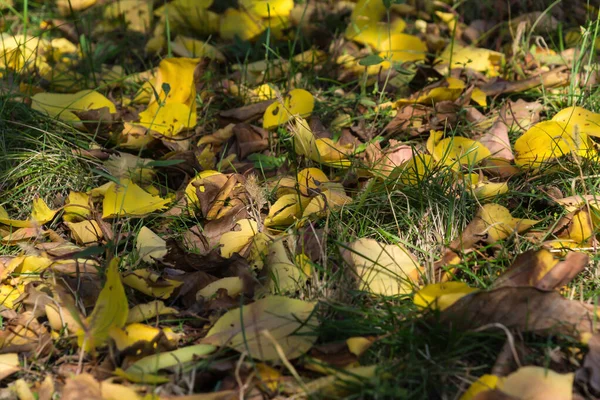 Fallen Yellow Maple Leaves Lying Ground — Stock Photo, Image