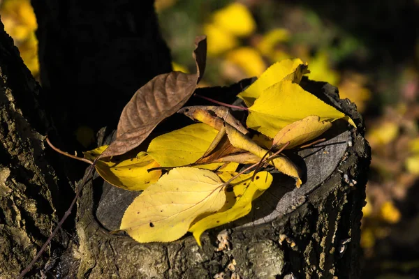 Текстурированное Старое Дерево Желтыми Осенними Листьями Ярком Солнце — стоковое фото
