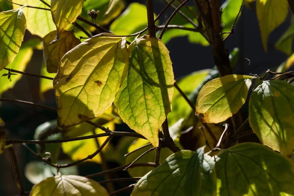 Feuilles Automne Brillaient Avec Soleil Gros Plan — Photo