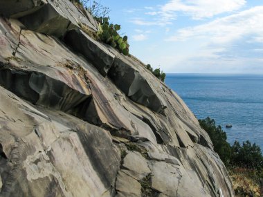 Deniz kıyısındaki kayalar dikenli armutlarla kaplandı.
