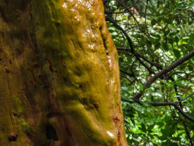 Arbutus andrachne veya Yunan Çilek Ağacı