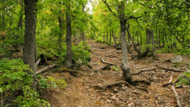 Yaban yaprak döken yosun kaplı kayalar ve devrilmiş ağaçlarla Akdeniz ormanı