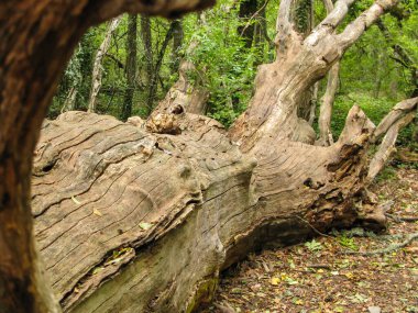 Yaban yaprak döken yosun kaplı kayalar ve devrilmiş ağaçlarla Akdeniz ormanı