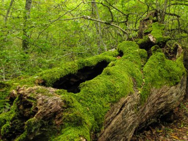 Yaban yaprak döken yosun kaplı kayalar ve devrilmiş ağaçlarla Akdeniz ormanı