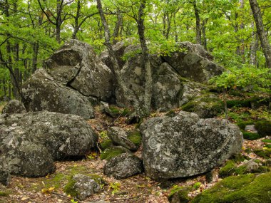 Yaban yaprak döken yosun kaplı kayalar ve devrilmiş ağaçlarla Akdeniz ormanı