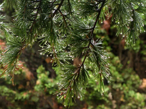 Branches Evergreen Tree Drops Water Rain Close — Stock Photo, Image