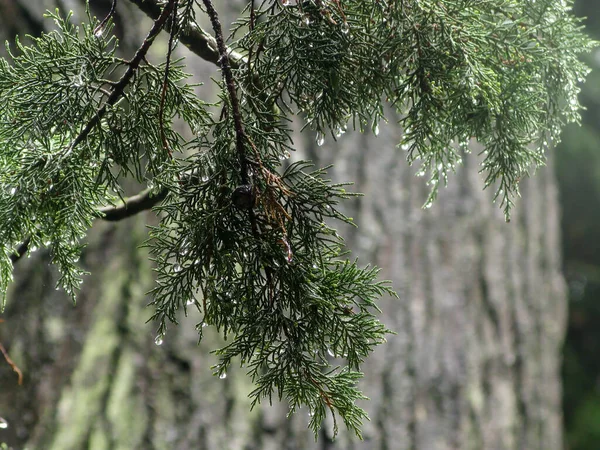 Ramos Árvore Sempre Verde Com Gotas Água Após Chuva Fechar — Fotografia de Stock