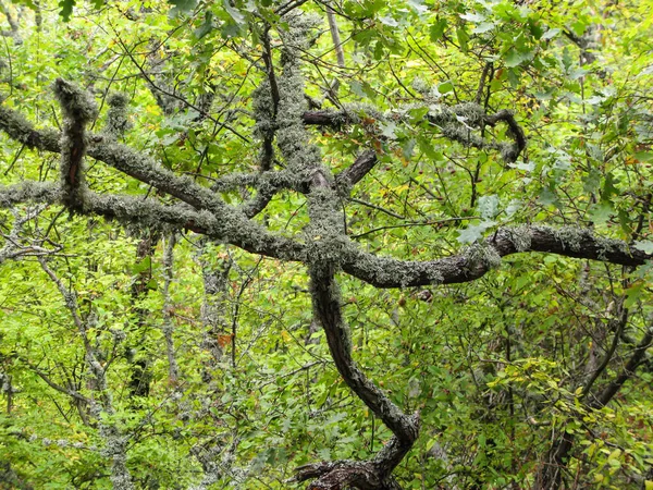 Yaban Yaprak Döken Yosun Kaplı Kayalar Devrilmiş Ağaçlarla Akdeniz Ormanı — Stok fotoğraf