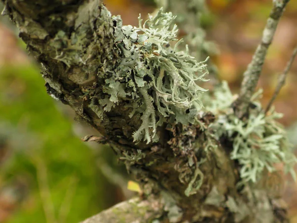 野生落叶苔藓覆盖的地中海森林 有卵石和倒下的树 — 图库照片