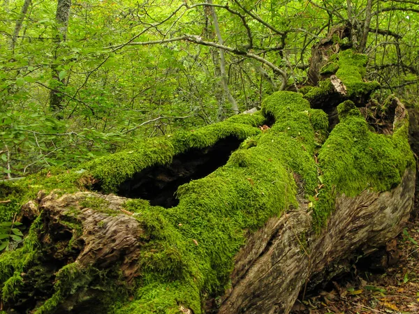 Foresta Mediterranea Selvaggia Decidua Coperta Muschio Con Massi Alberi Caduti — Foto Stock