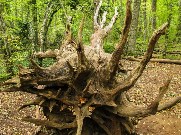 Foresta Mediterranea Selvaggia Decidua Coperta Muschio Con Massi Alberi Caduti — Foto Stock
