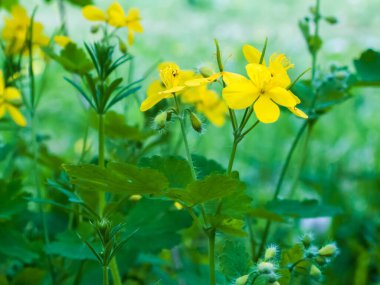 İlkbahar şifalı bitkiler, Celandine yakın çekim
