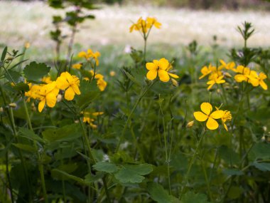 İlkbahar şifalı bitkiler, Celandine yakın çekim
