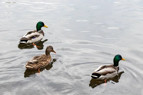 Wildenten sammeln sich in Scharen auf dem Teich, um nach Süden zu fliegen, Erpel und Entenweibchen segeln auf einem See — Stockfoto