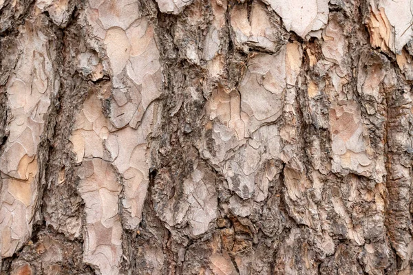 古い松の木の樹皮の質感、木製の背景 — ストック写真