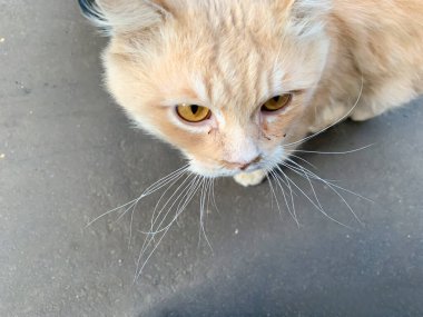 Şehrin kaldırımında yalnız, üzgün, terk edilmiş bir kedi. Bir ev ve sahibi bulmayı umuyor.