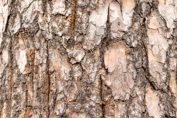 古い松の木の樹皮の質感、木製の背景 — ストック写真