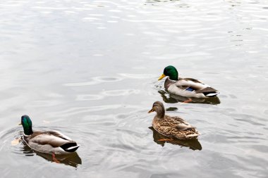 Vahşi ördekler güneye uçmak için sürüler halinde toplanır. Dişi ördekler ve erkek ördekler gölde yelken açarlar.