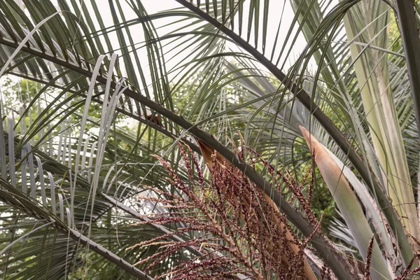 天然棕榈树和叶色丰满的波荷风格 — 图库照片