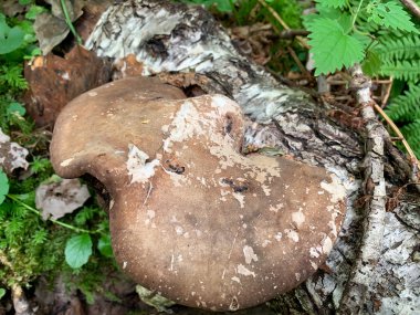 Yaz ormanlarında kahverengi zehirli mantarlar