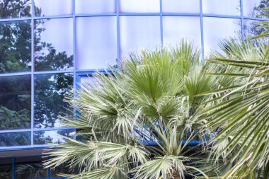 Modern yapı arka planı, seyahat ve tatil beldesi konsepti üzerine tropik yaz palmiyeleri