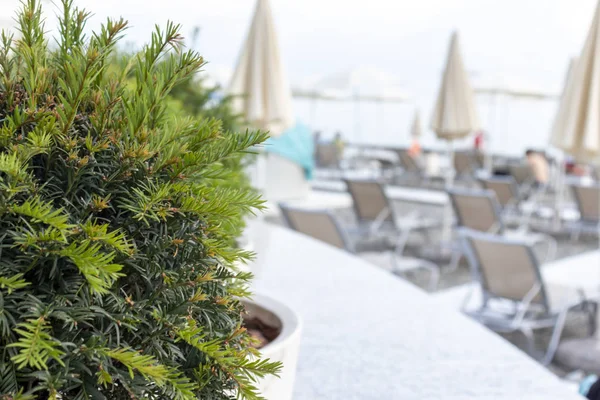 Bir sıra şezlong, pastel renkli deniz yatakları, ön planda tropik saksı bitkileri.