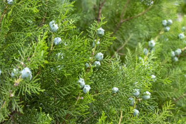 Yeşil böğürtlenli bir ardıç dalı, yakın plan, yeşil ardıç.