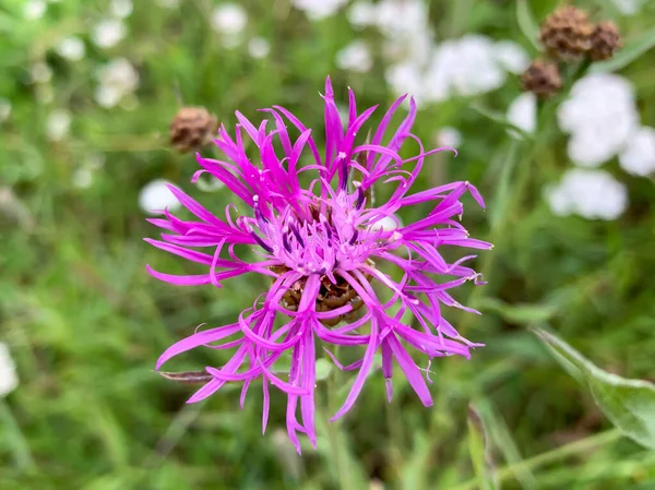 Violet flower of Centaurea scabiosa also known as greater knapweed, beautiful ornamental garden plant which highly attracts insects — Stock Photo, Image