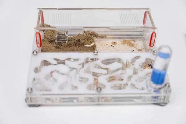 Acrylic ant farm, formicarium with messor ants on a white background