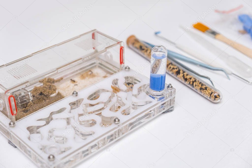 Acrylic ant farm, formicarium with messor ants and tools for care and feeding ants on a white background