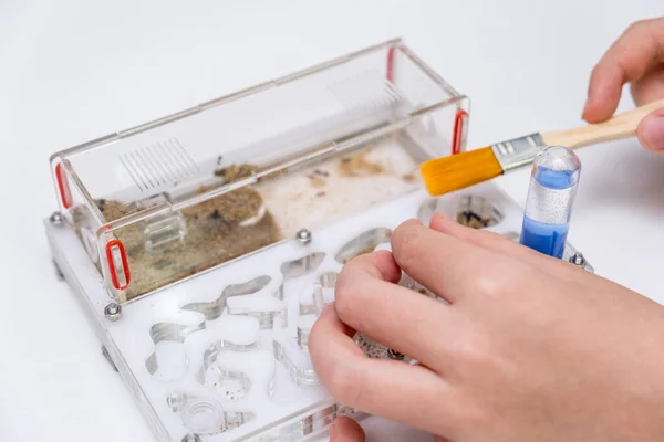 A boy feeding and taking care of ants messor in acrillic ant farm, formicarium.