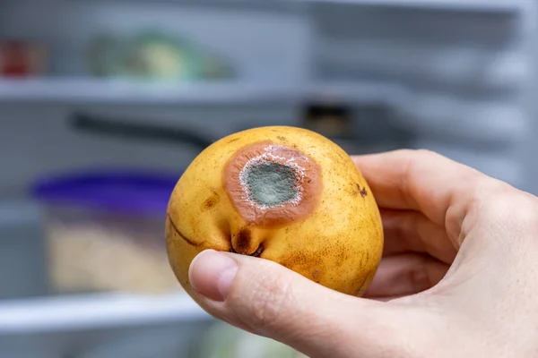 Spoiled Rotten Pear Fridge Moldy Expired Fruit Proper Food Storage — Stock Photo, Image