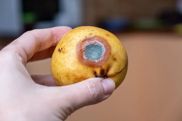 Spoiled, rotten pear from a fridge, moldy expired fruit, proper food storage concept.