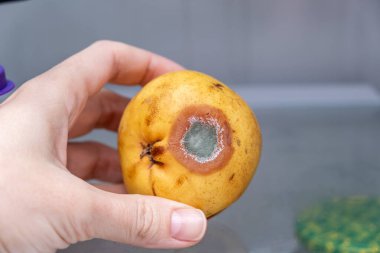 Bozuk, çürük armut, küflü tarihi geçmiş meyve, düzgün gıda depolama konsepti..