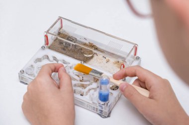 Akrillic karınca çiftliği formikaryumunda beslenen ve karıncalara bakan bir çocuk..