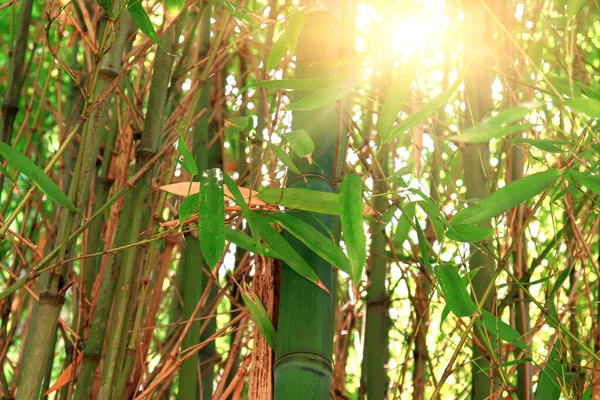早上竹林翠绿 阳光破枝而出 夏日阳光 — 图库照片
