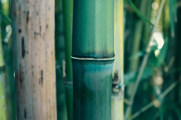 竹茎近缘 亚洲自然 — 图库照片