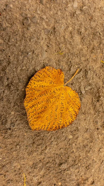 Feuillage Tombé Dans Parc Octobre — Photo