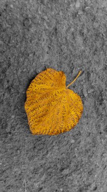 Otoparkta düşen yeşillikler.