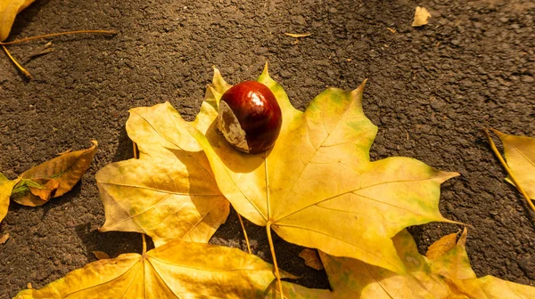 Fallen Foliage Authem Park — Stock Photo, Image