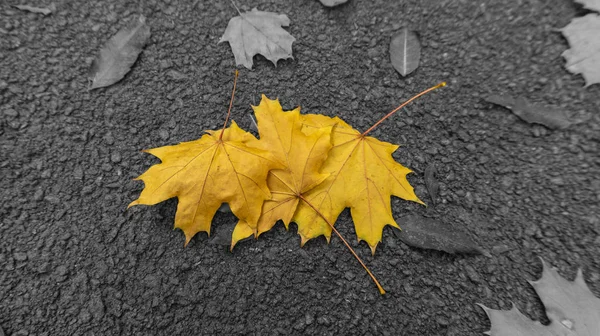 Gevallen Gebladerte Een Park Oktober — Stockfoto