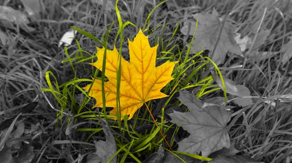 Feuillage Tombé Dans Parc Octobre — Photo