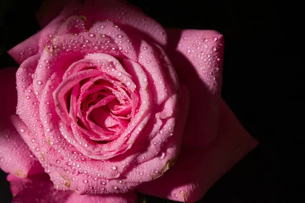 Rose Black Background Rain — Stock Photo, Image